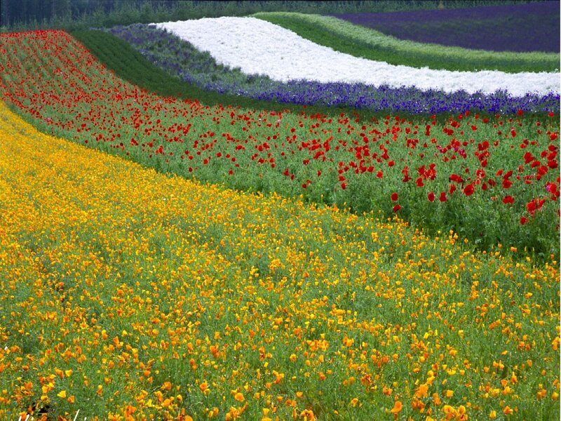 Colorful flower fields