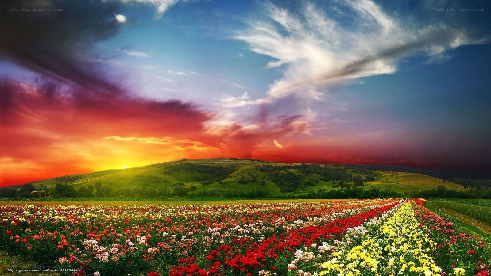 Colorful flower fields at sunset