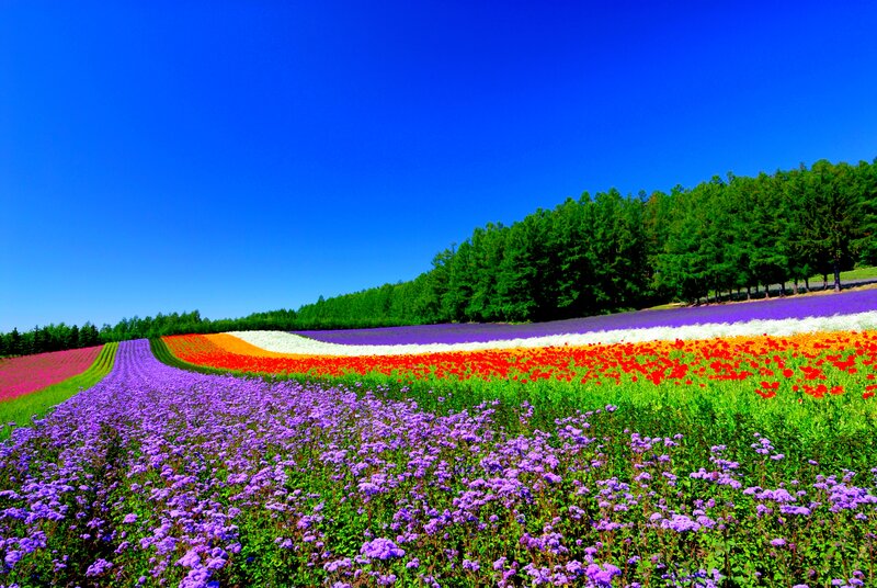 Colorful Flower Fields — Blue, Serene, Afternoon, Photograph, Trees