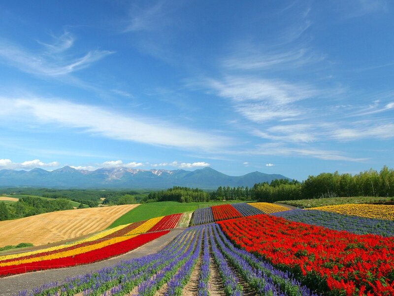 Colorful Flower Fields — Blue, Serene, Afternoon