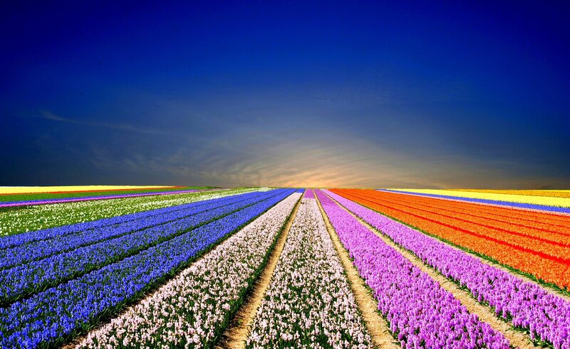 Colorful Flower Fields — Blue, Serene, Sunset