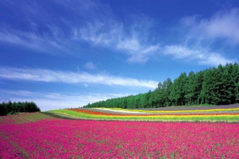 Colorful Flower Fields — Blue, Serene