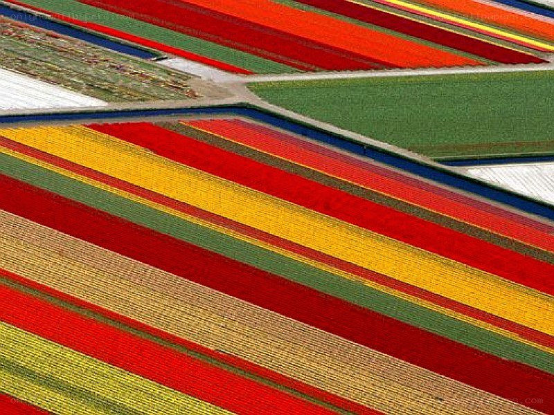Colorful flower fields from above