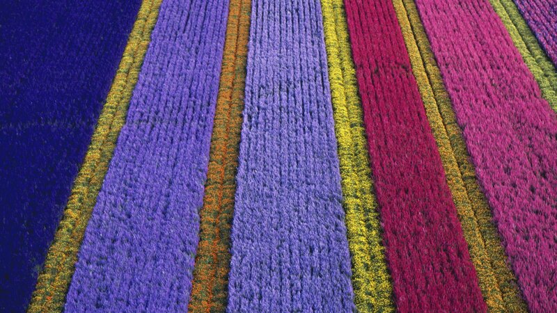 Colorful flower fields from above