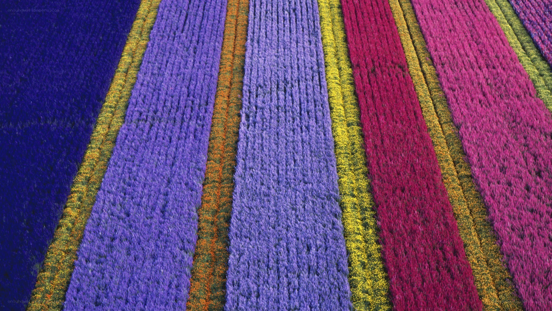 Colorful flower fields from above