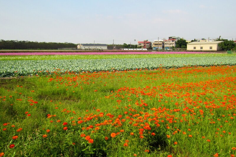 Colorful Flower Fields — Green