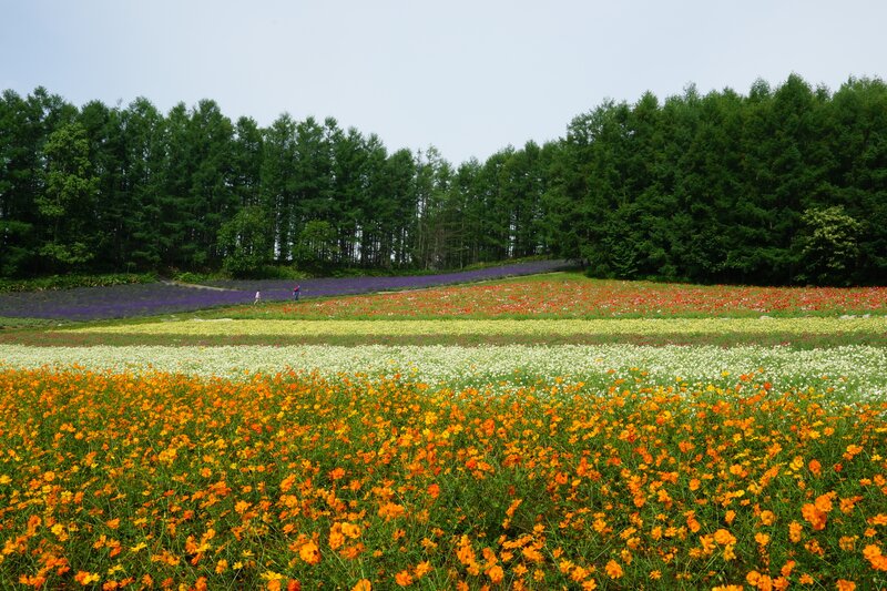 Colorful flower fields in a forest