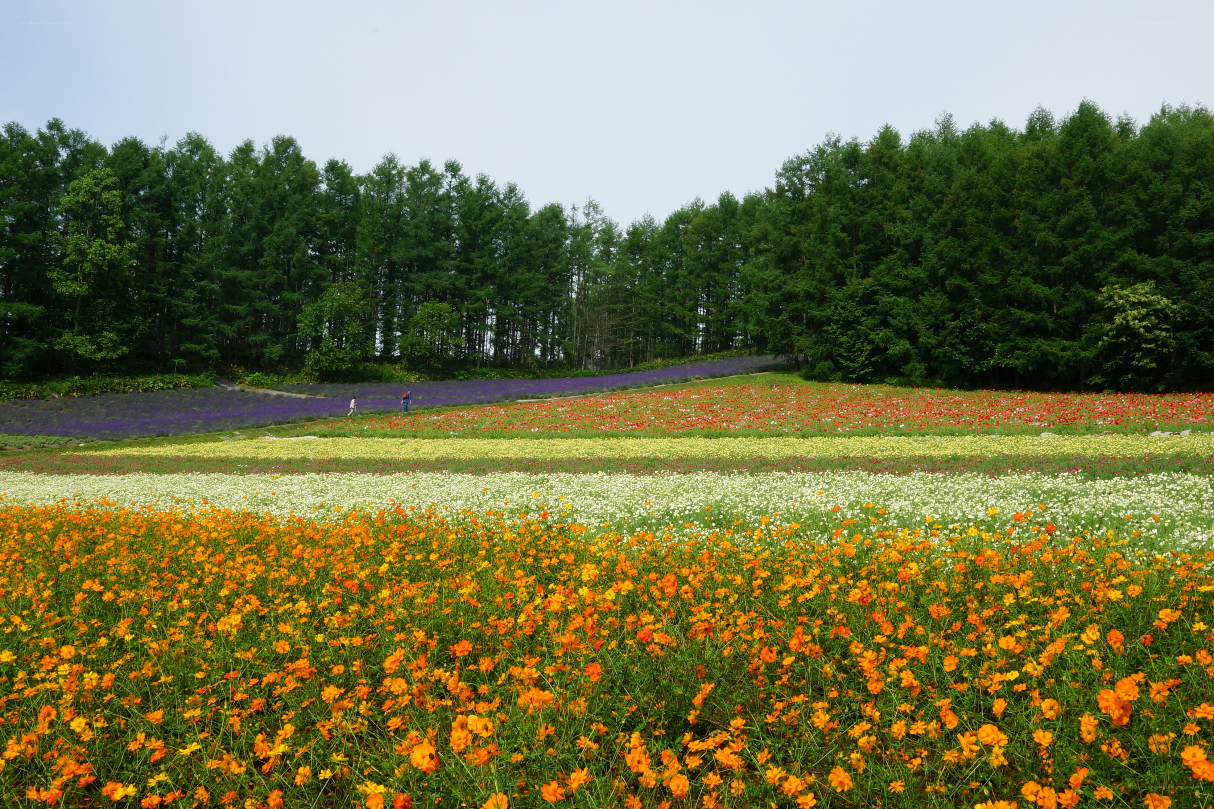 Colorful flower fields in a forest