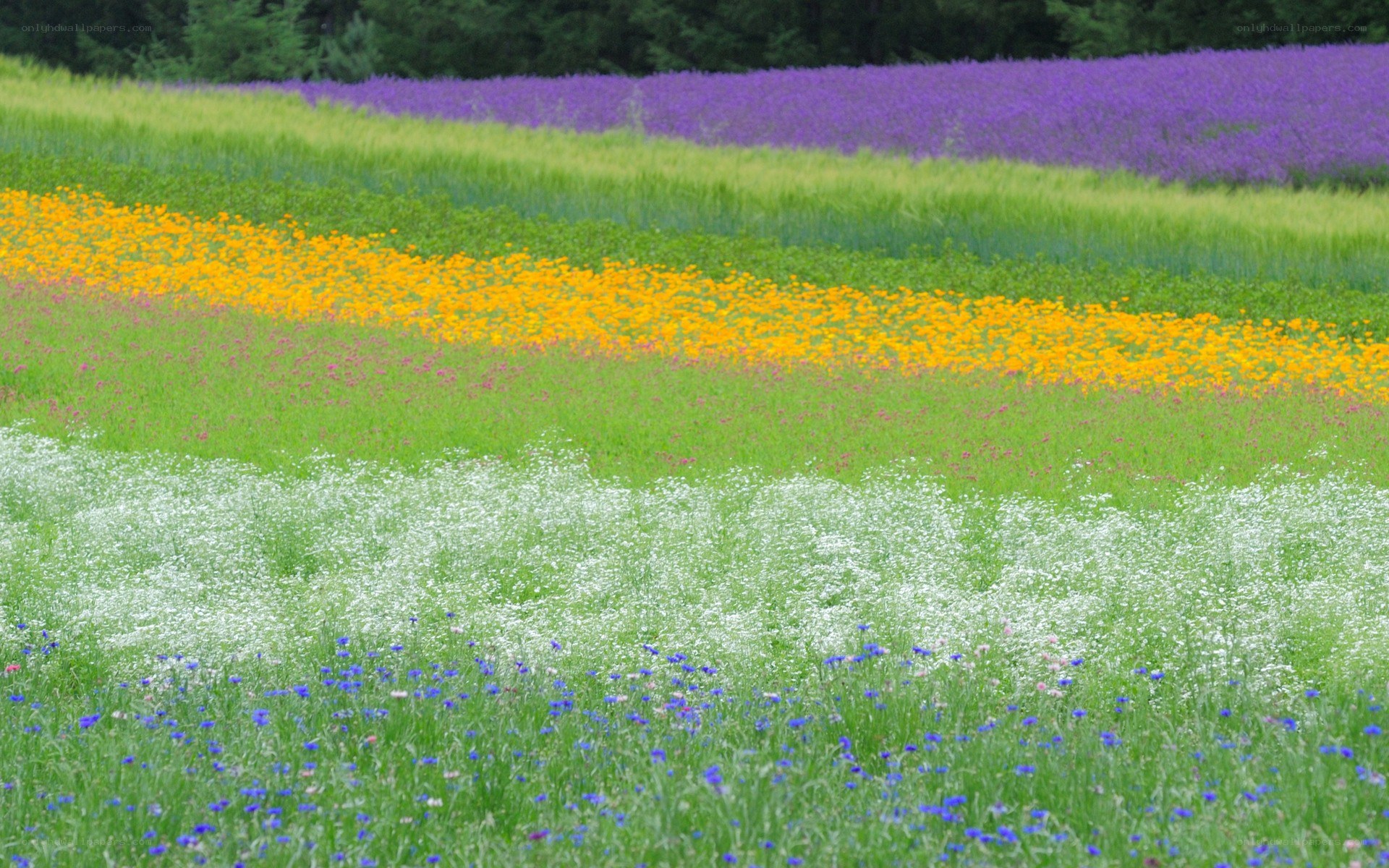 Colorful flower fields in a meadow