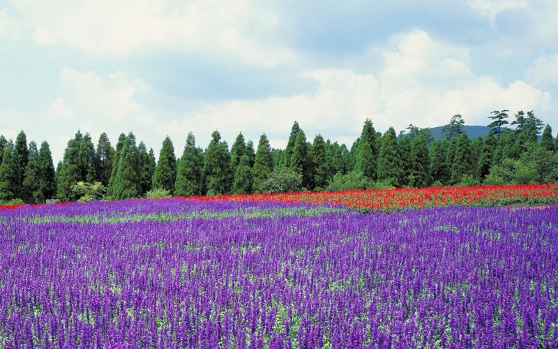 Colorful flower fields in a park