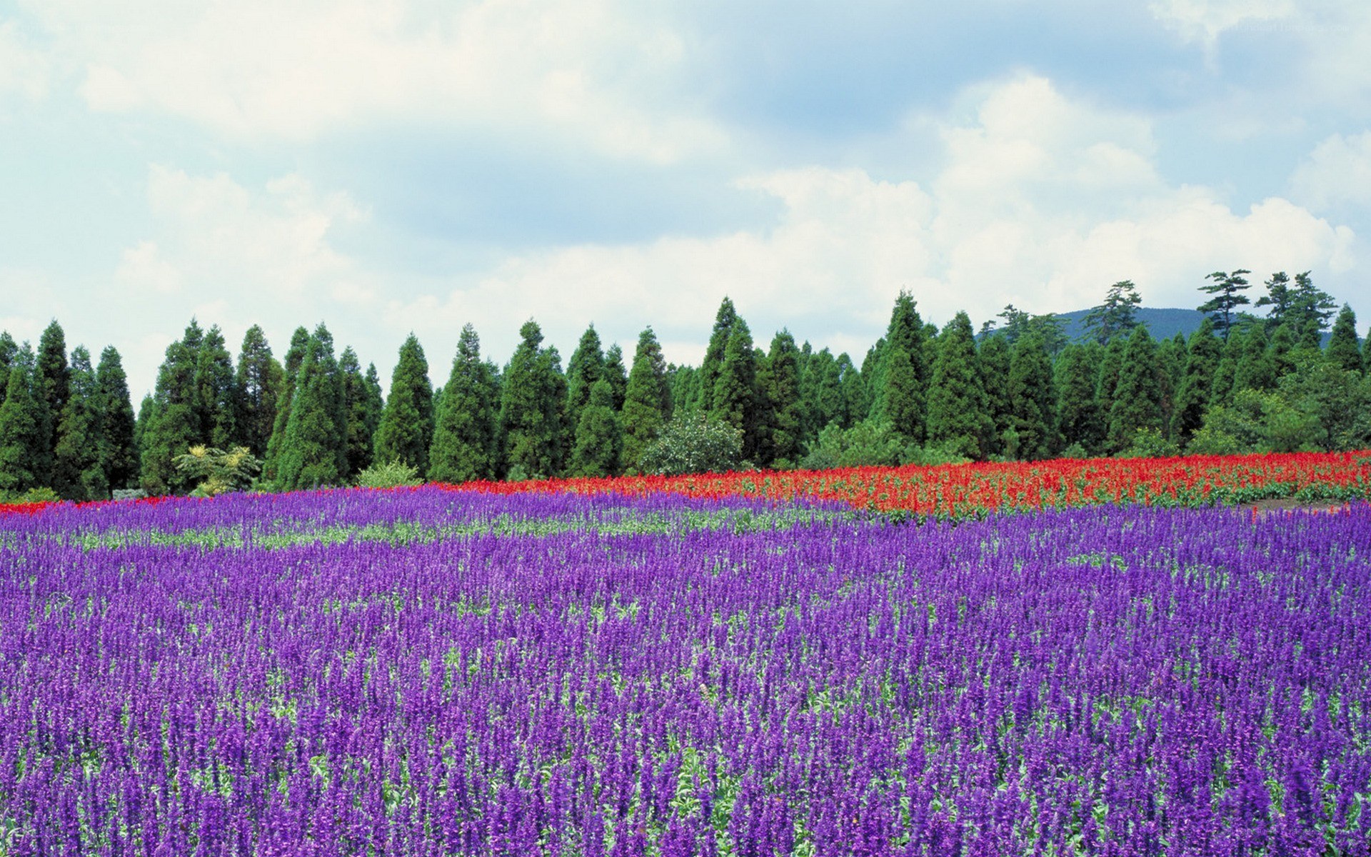 Colorful flower fields in a park