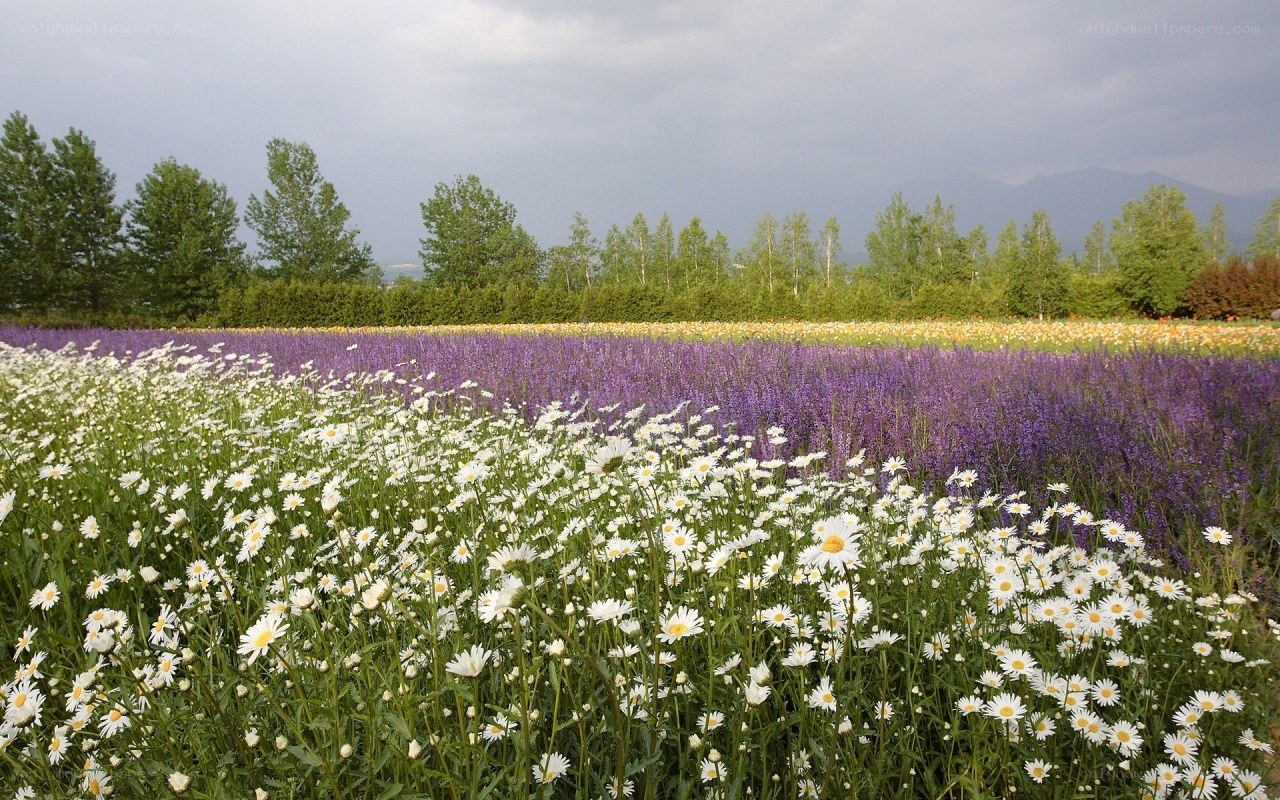 Colorful flower fields in a valley