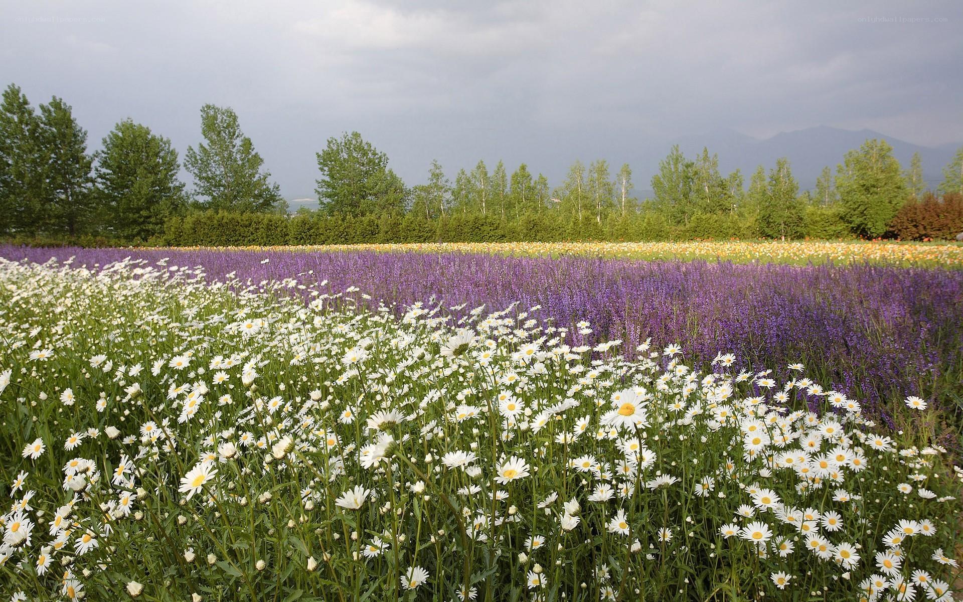 Colorful flower fields in a valley