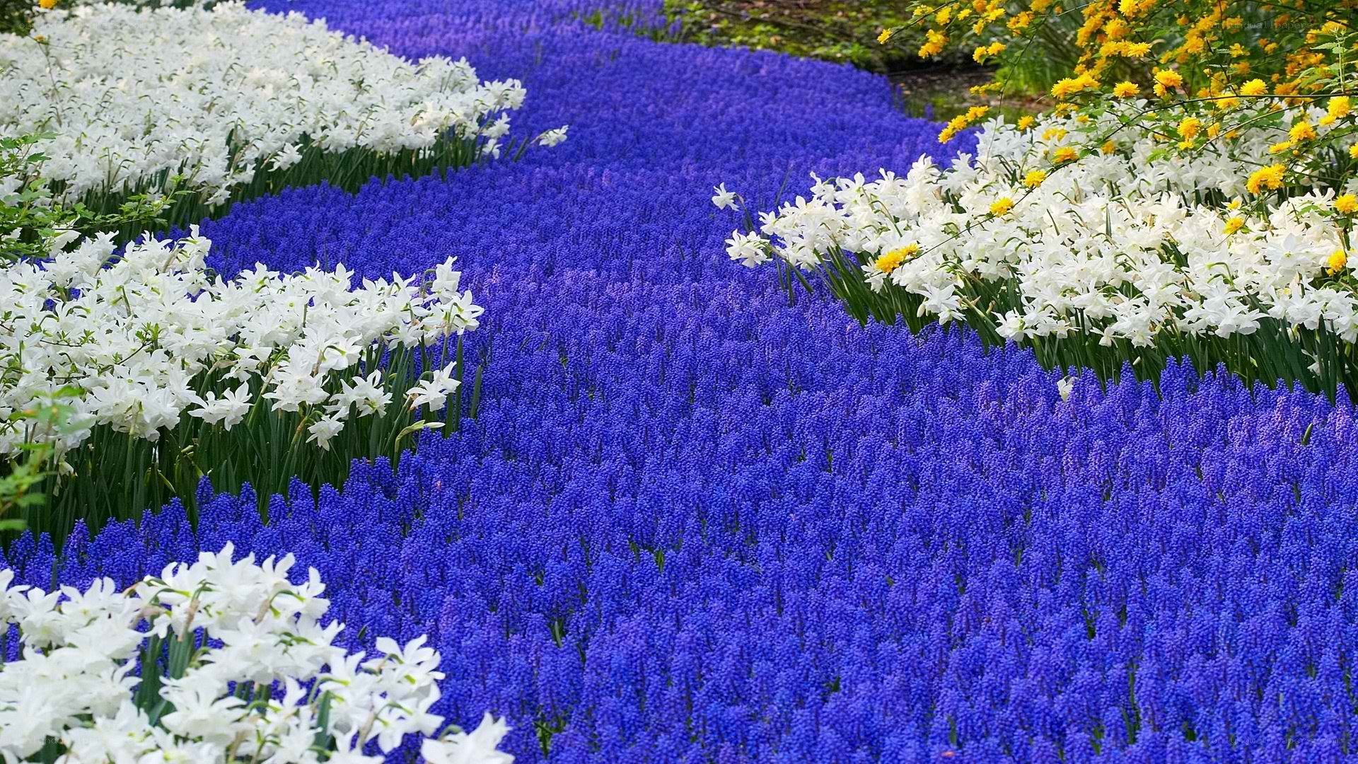Colorful flower fields in bloom