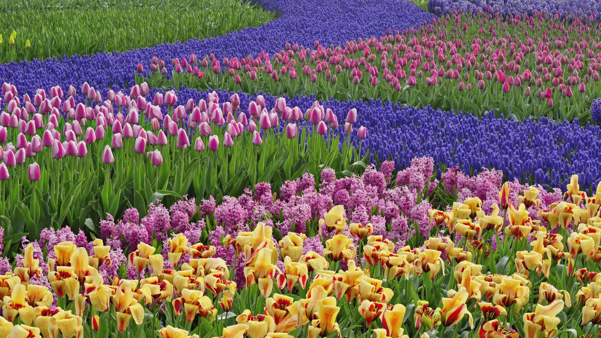 Colorful flower fields in bloom