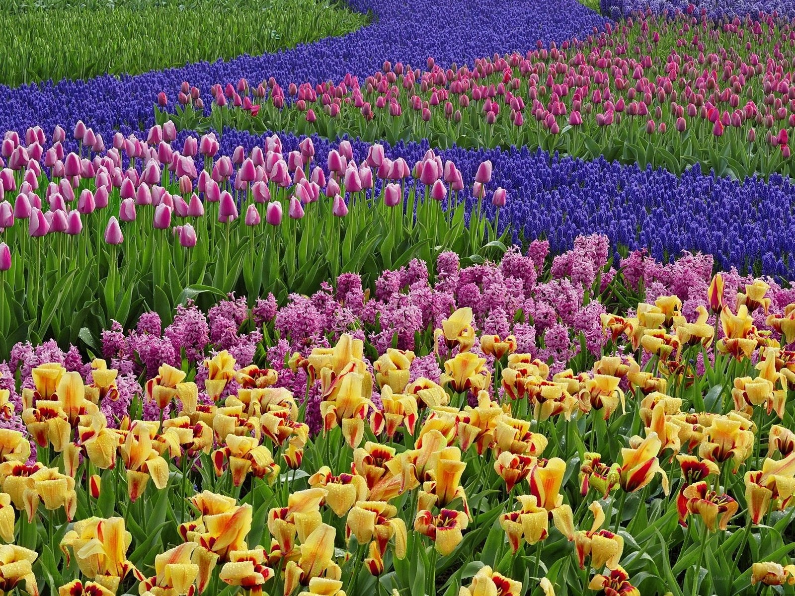 Colorful flower fields in bloom
