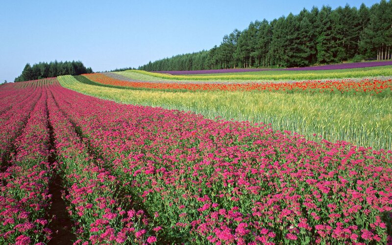 Colorful flower fields in Japan