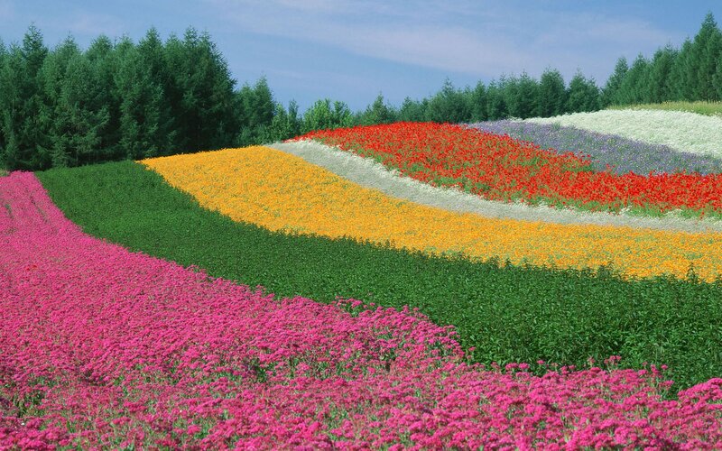 Colorful flower fields in Japan