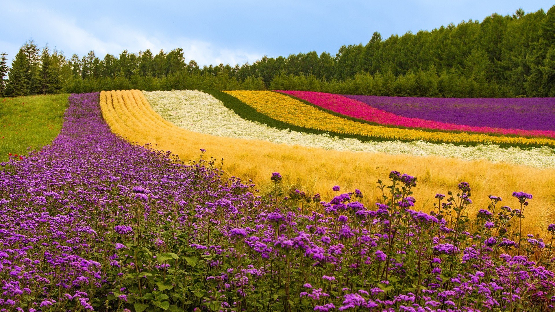 Colorful flower fields in Japan