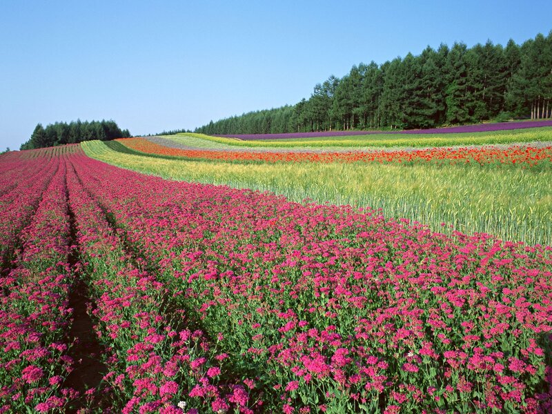 Colorful flower fields in Japan