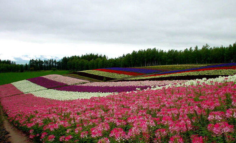 Colorful flower fields in Japan