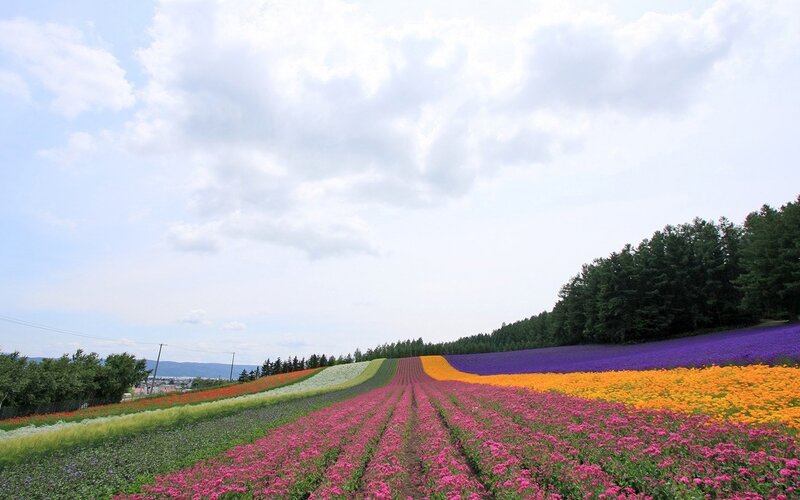 Colorful flower fields in Japan