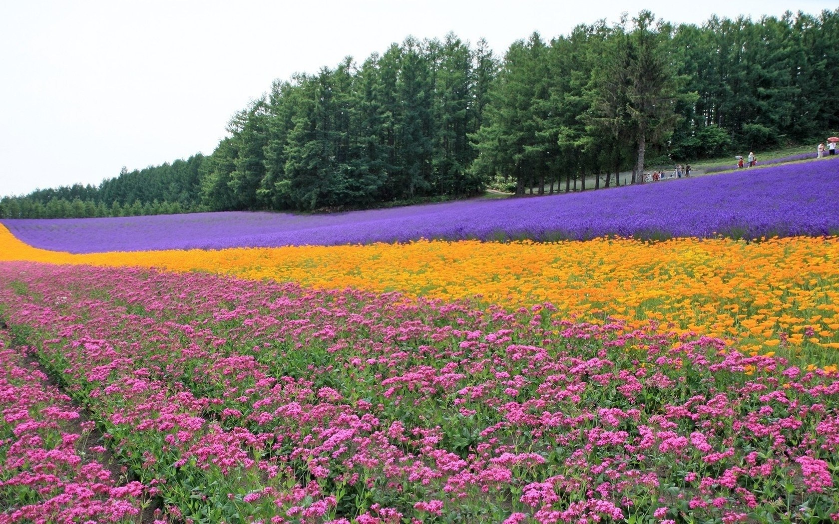 Colorful flower fields in Japan
