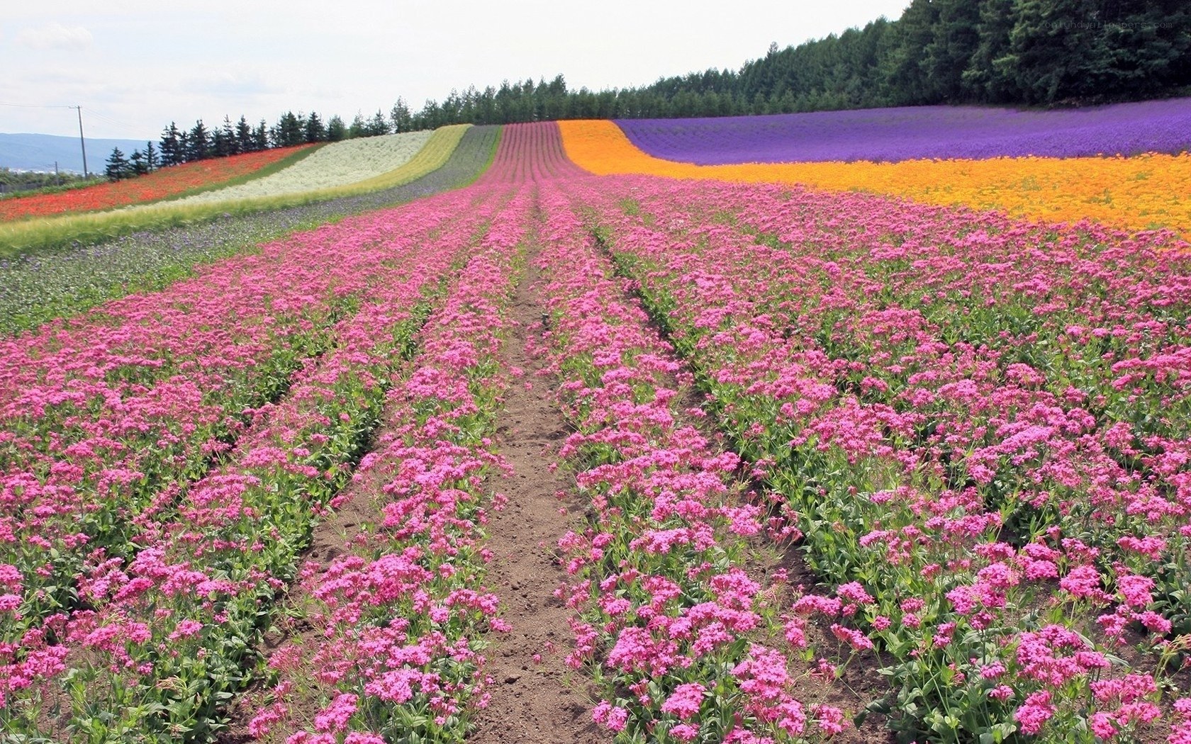 Colorful flower fields in Japan