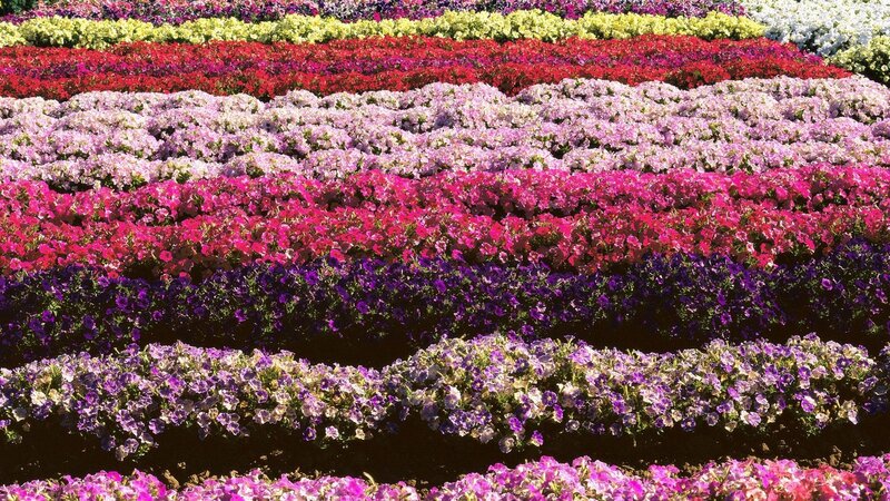 Colorful flower fields in rows