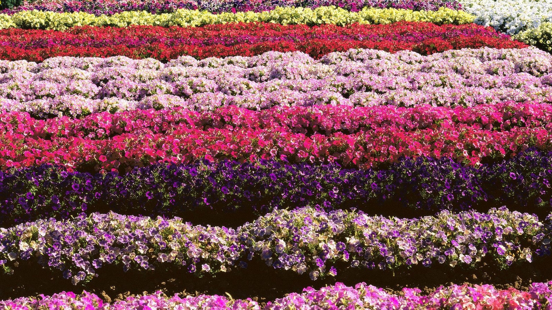 Colorful flower fields in rows