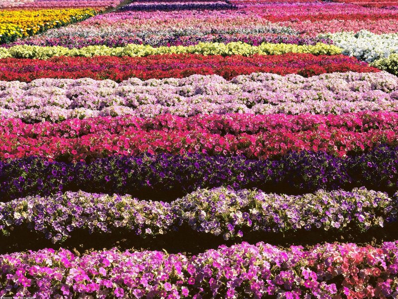 Colorful flower fields in rows
