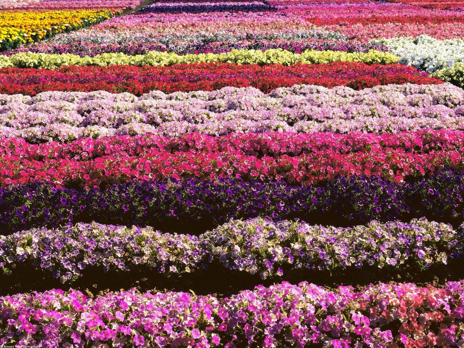 Colorful flower fields in rows
