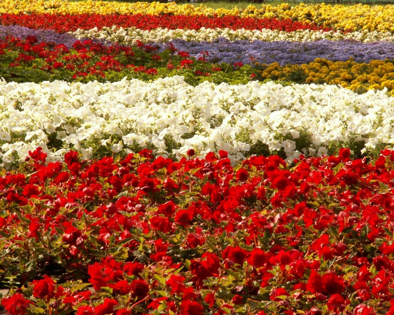 Colorful flower fields in rows