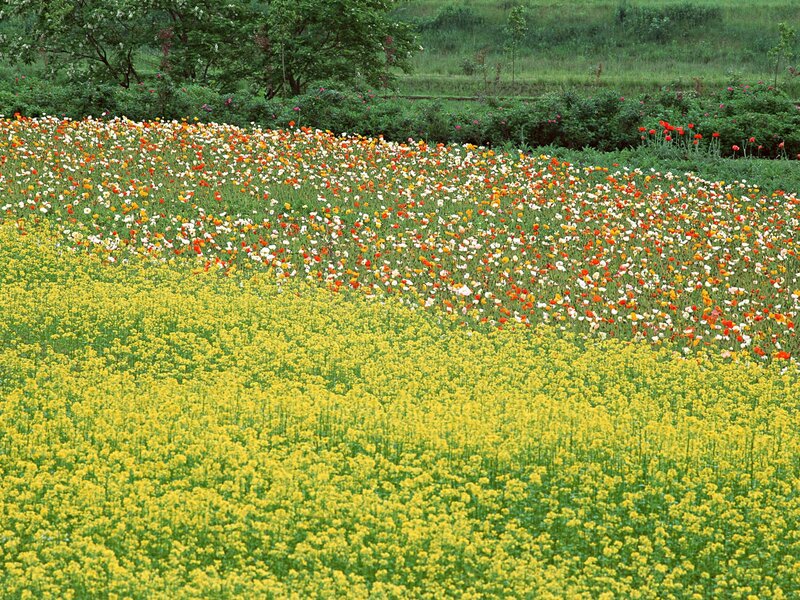 Colorful flower fields in spring