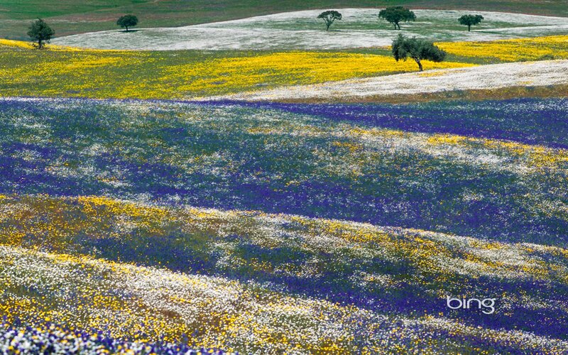 Colorful flower fields landscape