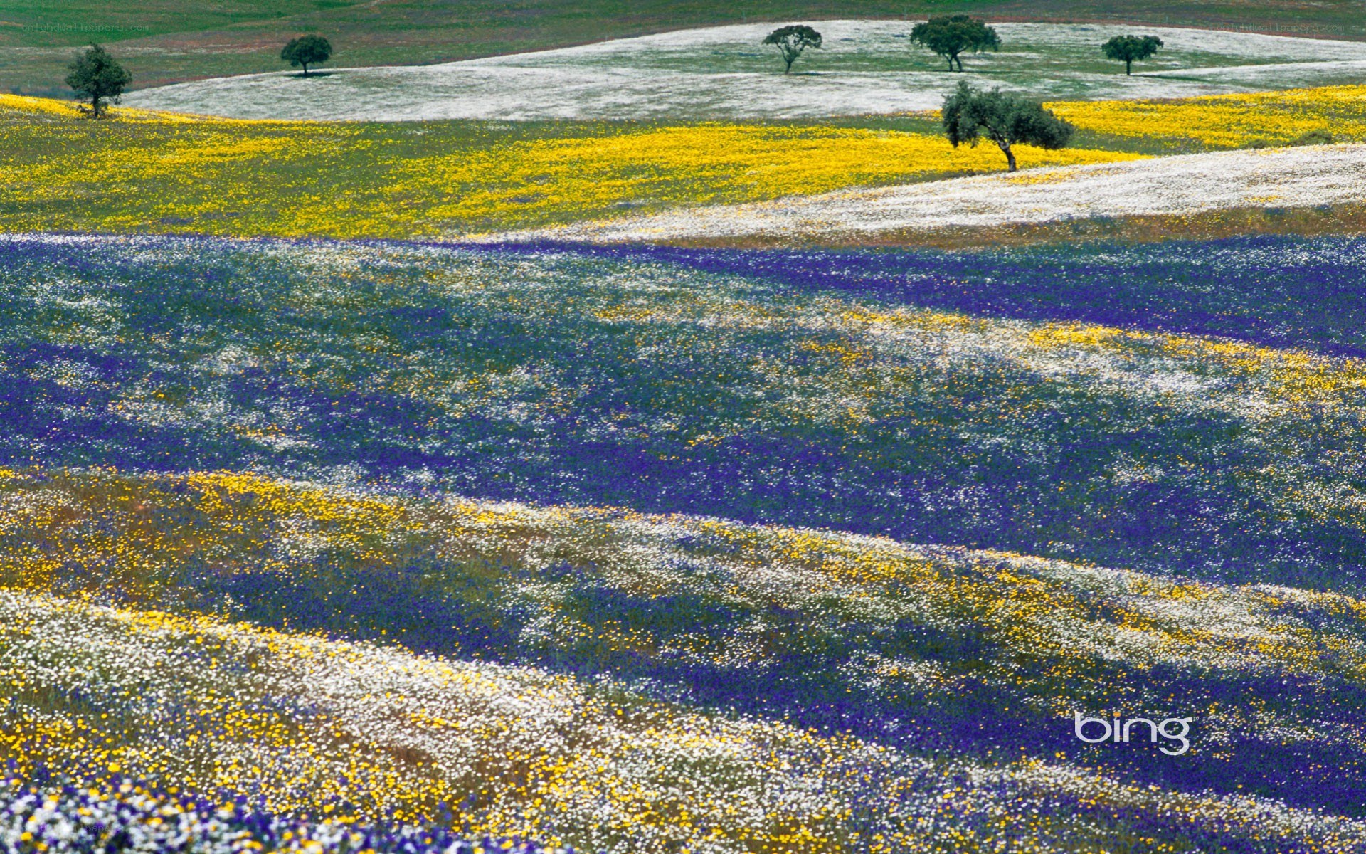 Colorful flower fields landscape
