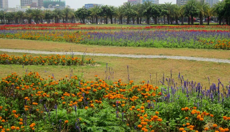 Colorful Flower Fields — Orange