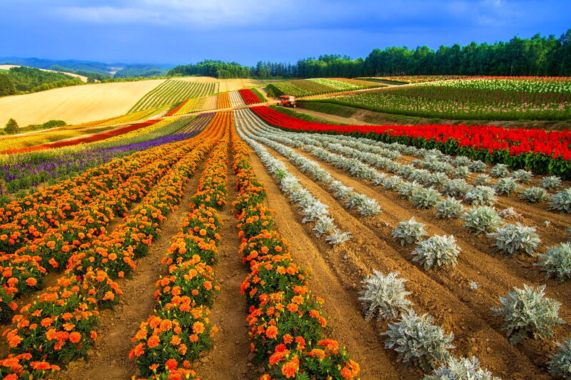 Colorful Flower Fields — Orange, Vibrant