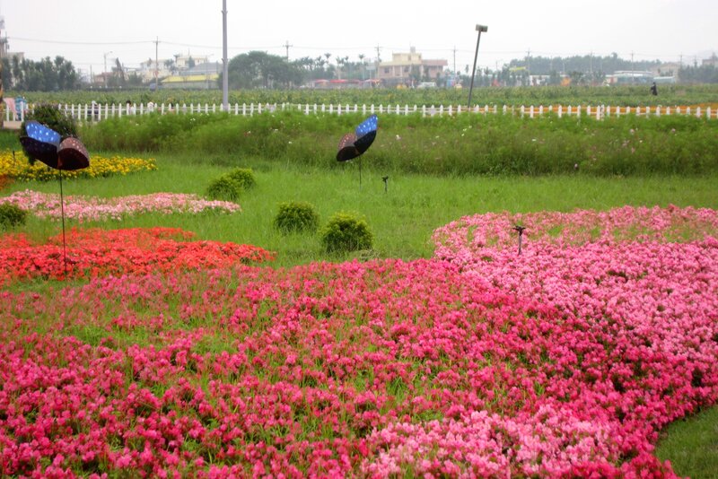 Colorful Flower Fields — Pink, Calm