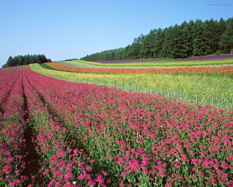 Colorful Flower Fields — Pink, Serene, Afternoon, Photograph, Trees, Sky, Field