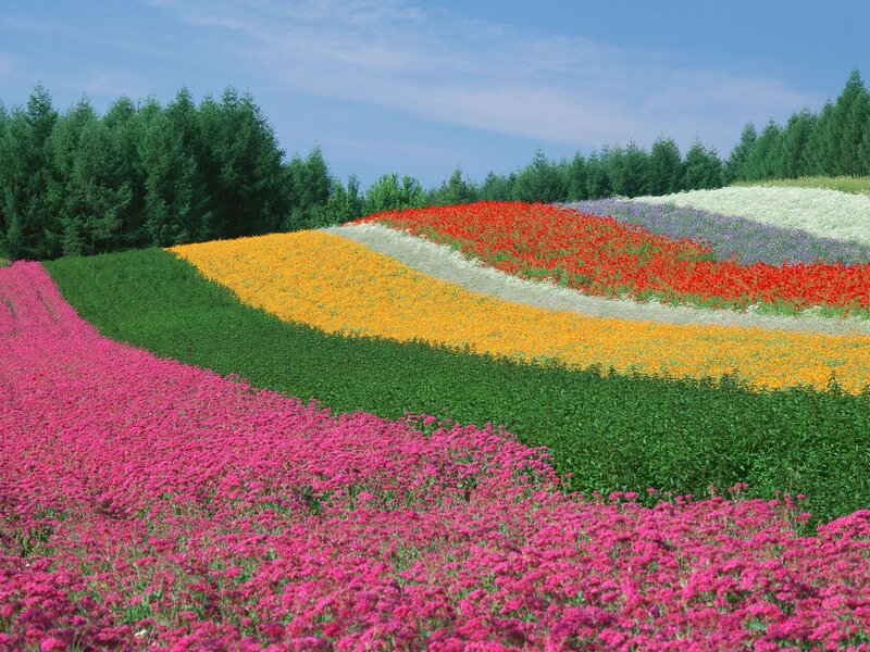 Colorful Flower Fields — Pink, Serene, Afternoon, Photograph, Trees, Sky, Hills
