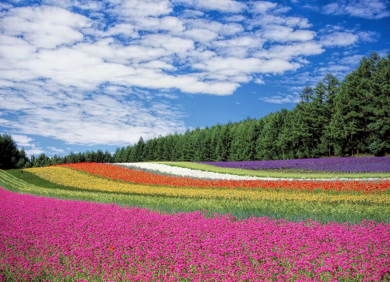 Colorful Flower Fields — Pink, Serene, Afternoon