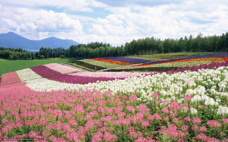 Colorful Flower Fields — Pink, Serene, Summer, Photograph