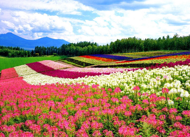 Colorful Flower Fields — Pink, Serene, Summer