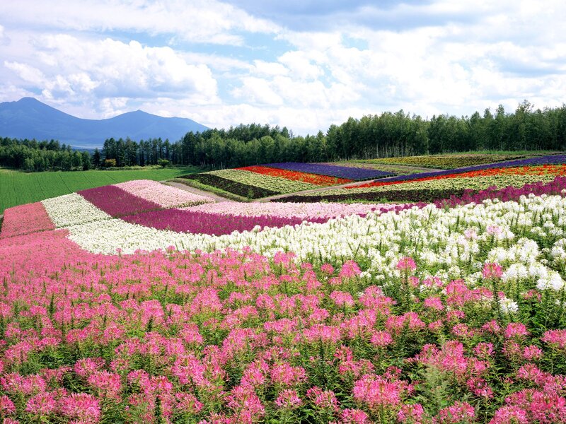 Colorful Flower Fields — Pink, Serene
