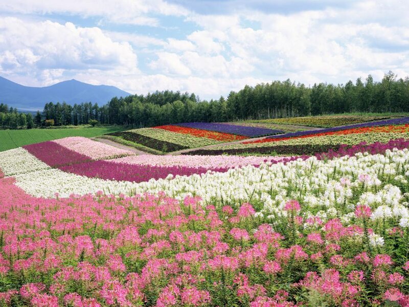 Colorful Flower Fields — Pink