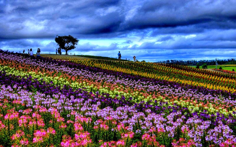 Colorful Flower Fields — Purple, Dramatic