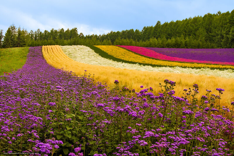 Colorful Flower Fields — Purple, Serene, Afternoon, Photograph, Trees, Sky, Field