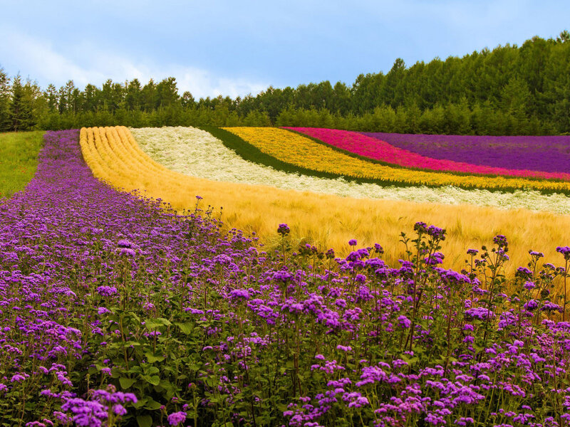 Colorful Flower Fields — Purple, Serene, Afternoon, Photograph, Trees, Sky