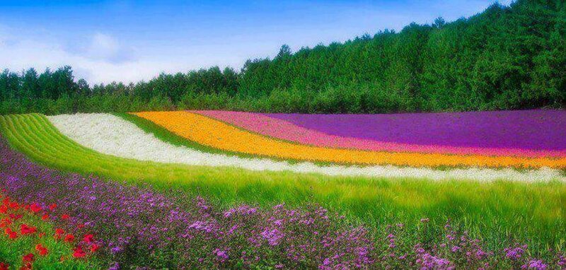 Colorful Flower Fields — Purple, Serene, Afternoon